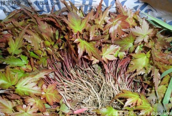 <a href='http://www.njszjj.com/linmuzhongzi/1711.html' target='_blank'>雞爪槭</a><a href='http://www.njszjj.com/' target='_blank'>種子</a>