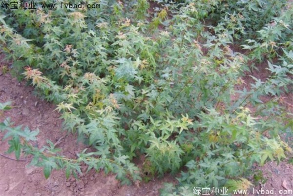 <a href='http://www.njszjj.com/linmuzhongzi/1711.html' target='_blank'>雞爪槭種子</a>