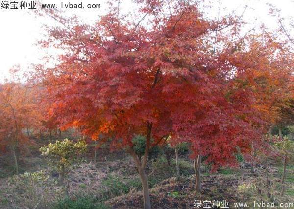 雞爪槭<a href='http://www.njszjj.com/' target='_blank'>種子</a>
