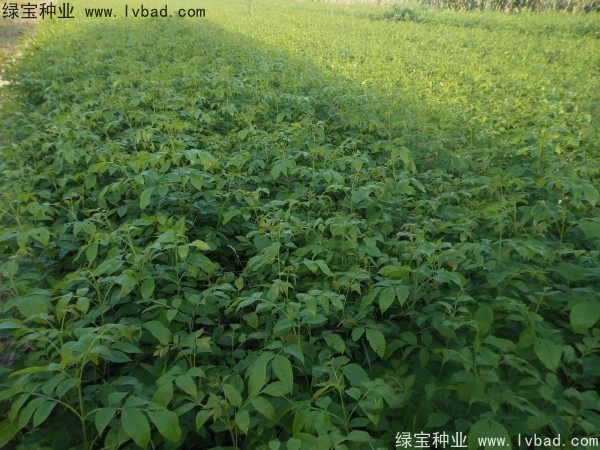 <a href='http://www.njszjj.com/linmuzhongzi/1712.html' target='_blank'>白蠟種子</a>