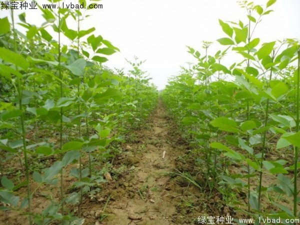 白蠟<a href='http://www.njszjj.com/' target='_blank'>種子</a>