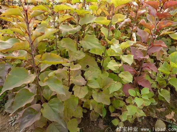 <a href='http://www.njszjj.com/linmuzhongzi/1713.html' target='_blank'>丁香</a><a href='http://www.njszjj.com/' target='_blank'>種子</a>