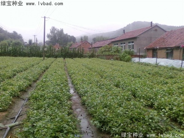 <a href='http://www.njszjj.com/linmuzhongzi/1713.html' target='_blank'>丁香種子</a>
