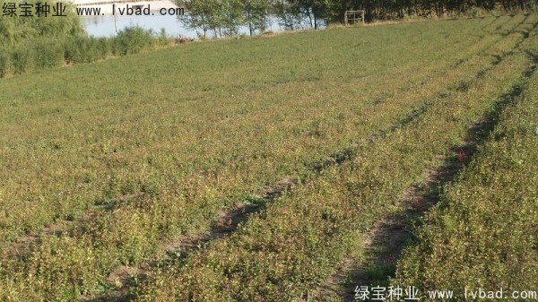 <a href='http://www.njszjj.com/linmuzhongzi/1713.html' target='_blank'>丁香種子</a>