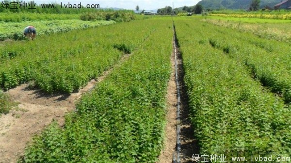 <a href='http://www.njszjj.com/linmuzhongzi/1713.html' target='_blank'>丁香種子</a>