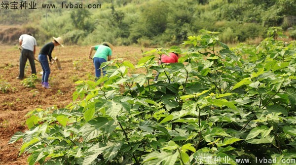<a href='http://www.njszjj.com/linmuzhongzi/1714.html' target='_blank'>構樹種子</a>