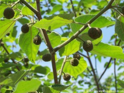 構(gòu)樹(shù)種子