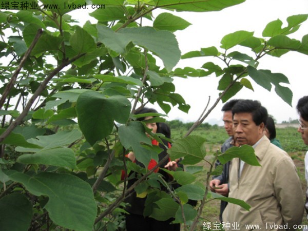 <a href='http://www.njszjj.com/linmuzhongzi/1714.html' target='_blank'>構樹</a><a href='http://www.njszjj.com/' target='_blank'>種子</a>