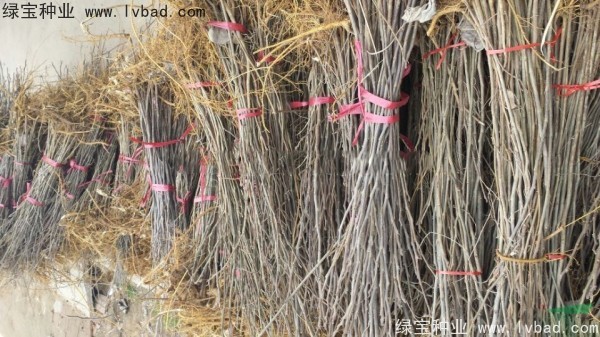 <a href='http://www.njszjj.com/linmuzhongzi/1714.html' target='_blank'>構樹種子</a>