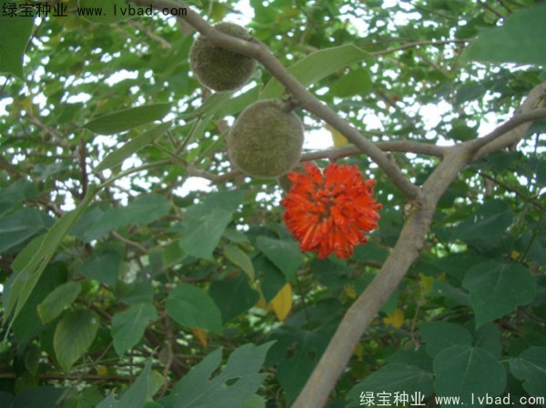構樹種子