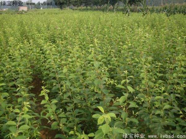 <a href='http://www.njszjj.com/linmuzhongzi/1715.html' target='_blank'>榆葉梅種子</a>