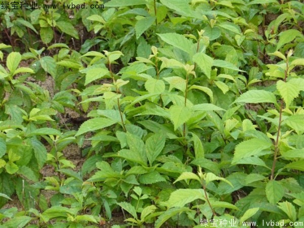 <a href='http://www.njszjj.com/linmuzhongzi/1715.html' target='_blank'>榆葉梅種子</a>