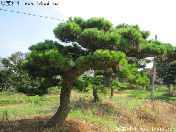 <a href='http://www.njszjj.com/linmuzhongzi/1716.html' target='_blank'>黑松種子</a>