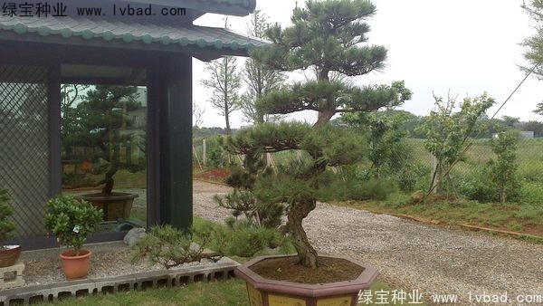 <a href='http://www.njszjj.com/linmuzhongzi/1716.html' target='_blank'>黑松</a><a href='http://www.njszjj.com/' target='_blank'>種子</a>