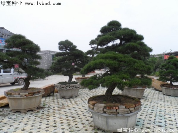 <a href='http://www.njszjj.com/linmuzhongzi/1716.html' target='_blank'>黑松種子</a>
