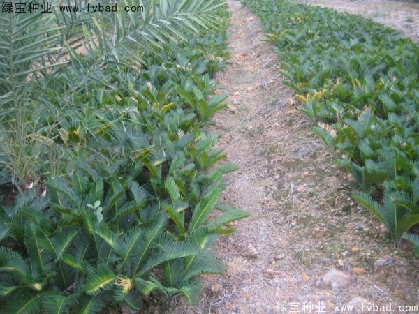 <a href='http://www.njszjj.com/linmuzhongzi/1717.html' target='_blank'>鐵樹種子</a>