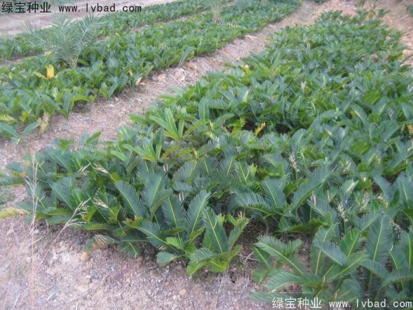 <a href='http://www.njszjj.com/linmuzhongzi/1717.html' target='_blank'>鐵樹種子</a>