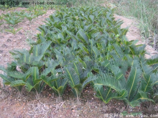 <a href='http://www.njszjj.com/linmuzhongzi/1717.html' target='_blank'>鐵樹</a><a href='http://www.njszjj.com/' target='_blank'>種子</a>