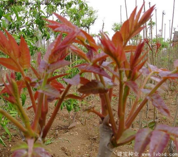 <a href='http://www.njszjj.com/linmuzhongzi/1719.html' target='_blank'>香椿種子</a>