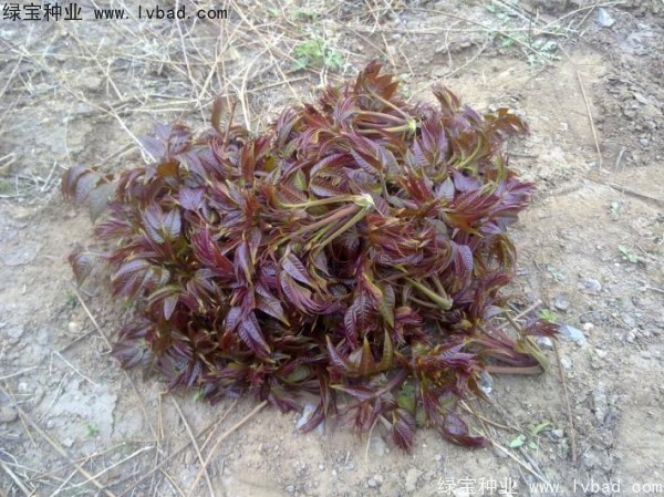 <a href='http://www.njszjj.com/linmuzhongzi/1719.html' target='_blank'>香椿種子</a>