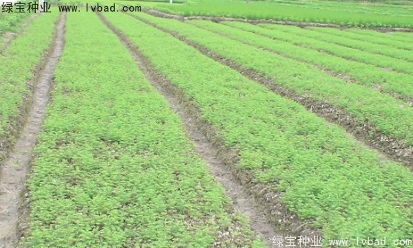 <a href='http://www.njszjj.com/linmuzhongzi/1720.html' target='_blank'>水杉</a><a href='http://www.njszjj.com/' target='_blank'>種子</a>