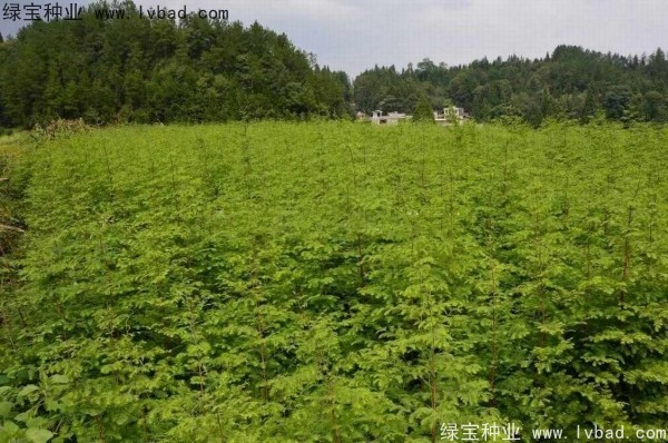 <a href='http://www.njszjj.com/linmuzhongzi/1720.html' target='_blank'>水杉</a><a href='http://www.njszjj.com/' target='_blank'>種子</a>
