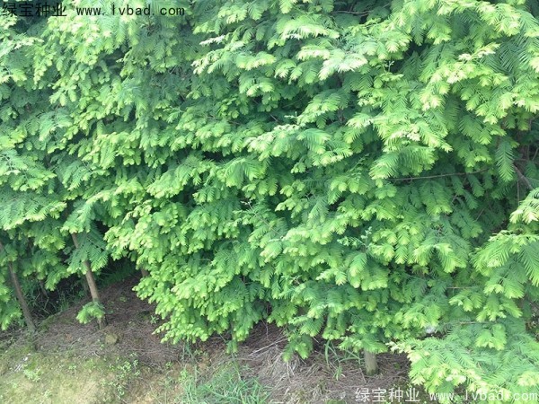 <a href='http://www.njszjj.com/linmuzhongzi/1720.html' target='_blank'>水杉種子</a>