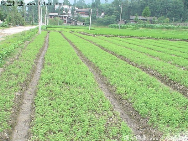 水杉<a href='http://www.njszjj.com/' target='_blank'>種子</a>