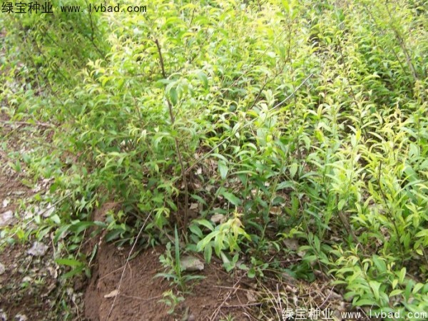 <a href='http://www.njszjj.com/linmuzhongzi/1721.html' target='_blank'>文冠果種子</a>