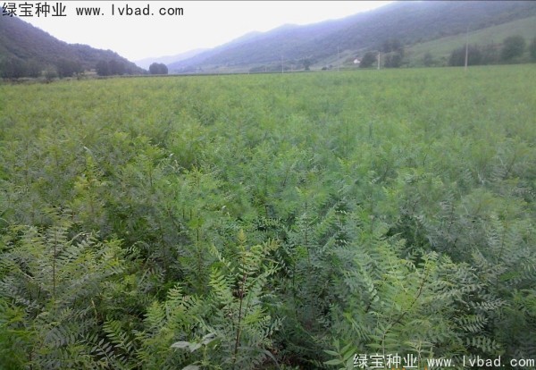<a href='http://www.njszjj.com/linmuzhongzi/1721.html' target='_blank'>文冠果種子</a>
