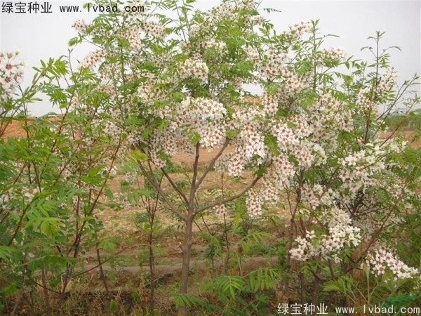 文冠果<a href='http://www.njszjj.com/' target='_blank'>種子</a>