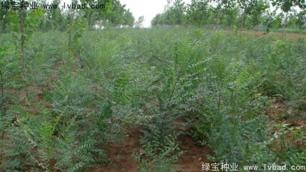 <a href='http://www.njszjj.com/linmuzhongzi/1721.html' target='_blank'>文冠果種子</a>