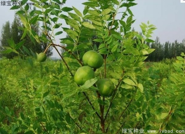 <a href='http://www.njszjj.com/linmuzhongzi/1721.html' target='_blank'>文冠果</a><a href='http://www.njszjj.com/' target='_blank'>種子</a>