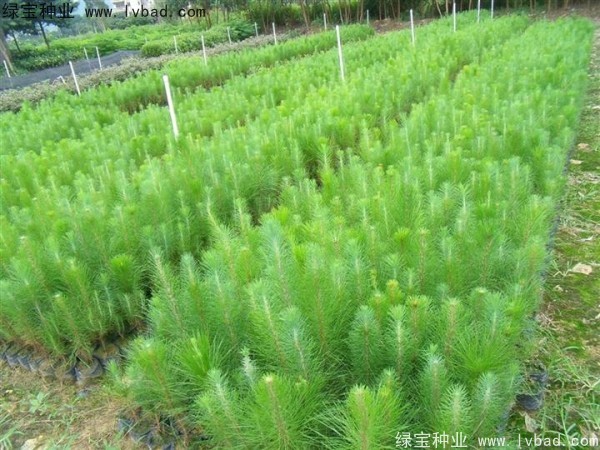 <a href='http://www.njszjj.com/linmuzhongzi/1722.html' target='_blank'>濕地松</a><a href='http://www.njszjj.com/' target='_blank'>種子</a>