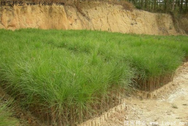 <a href='http://www.njszjj.com/linmuzhongzi/1722.html' target='_blank'>濕地松種子</a>