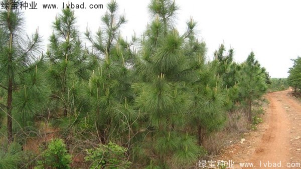 濕地松<a href='http://www.njszjj.com/' target='_blank'>種子</a>