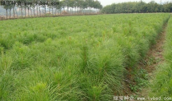 <a href='http://www.njszjj.com/linmuzhongzi/1722.html' target='_blank'>濕地松種子</a>