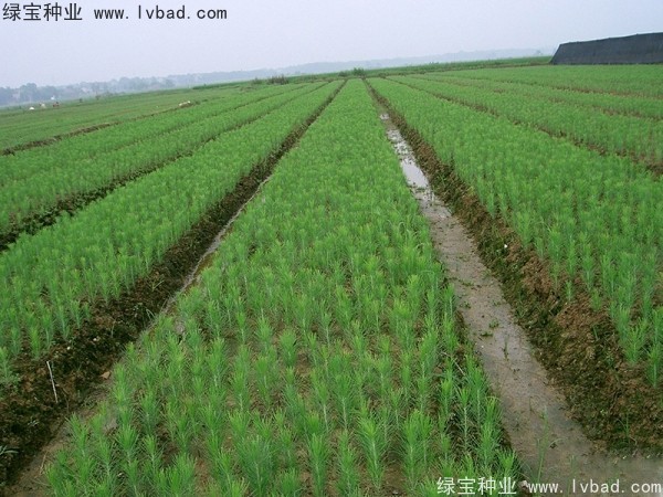 <a href='http://www.njszjj.com/linmuzhongzi/1722.html' target='_blank'>濕地松種子</a>