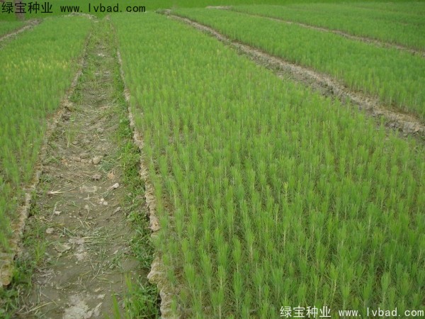 濕地松<a href='http://www.njszjj.com/' target='_blank'>種子</a>