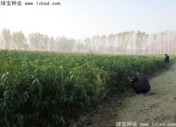 <a href='http://www.njszjj.com/linmuzhongzi/1723.html' target='_blank'>桃樹種子</a>