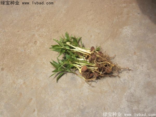 <a href='http://www.njszjj.com/linmuzhongzi/1723.html' target='_blank'>桃樹</a><a href='http://www.njszjj.com/' target='_blank'>種子</a>