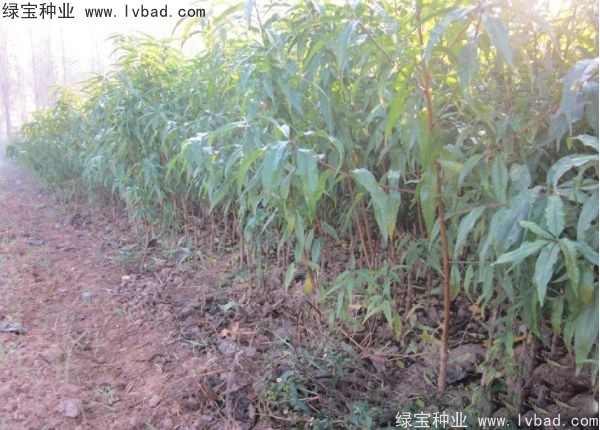 <a href='http://www.njszjj.com/linmuzhongzi/1723.html' target='_blank'>桃樹種子</a>