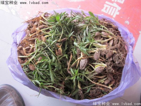 <a href='http://www.njszjj.com/linmuzhongzi/1723.html' target='_blank'>桃樹</a><a href='http://www.njszjj.com/' target='_blank'>種子</a>