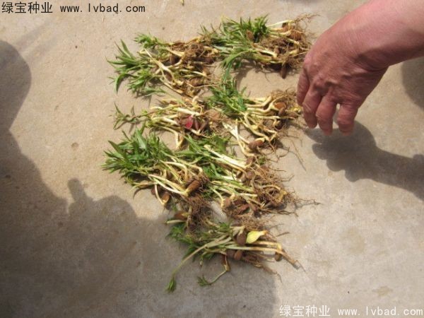 <a href='http://www.njszjj.com/linmuzhongzi/1723.html' target='_blank'>桃樹種子</a>