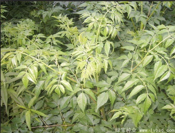 苦楝<a href='http://www.njszjj.com/' target='_blank'>種子</a>