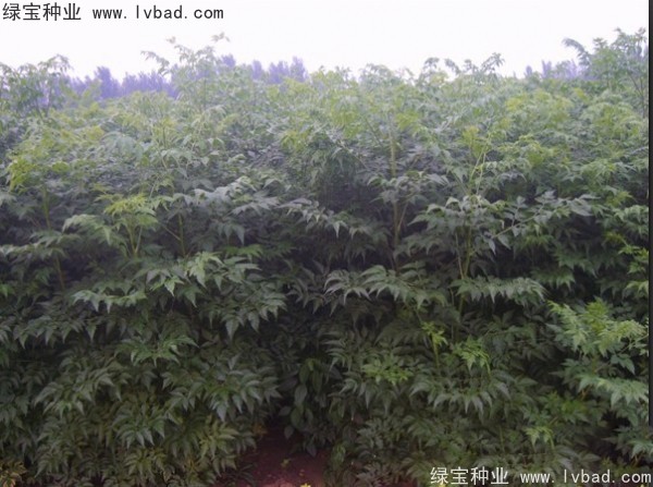 <a href='http://www.njszjj.com/linmuzhongzi/1725.html' target='_blank'>苦楝</a><a href='http://www.njszjj.com/' target='_blank'>種子</a>
