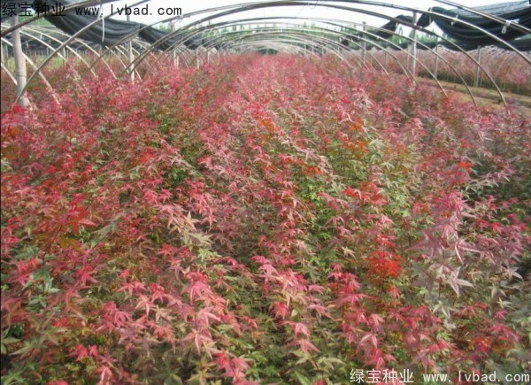 <a href='http://www.njszjj.com/linmuzhongzi/1726.html' target='_blank'>日本紅楓</a><a href='http://www.njszjj.com/' target='_blank'>種子</a>