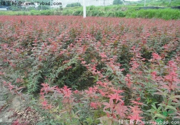 日本<a href='http://www.njszjj.com/linmuzhongzi/1706.html' target='_blank'>紅楓種子</a>