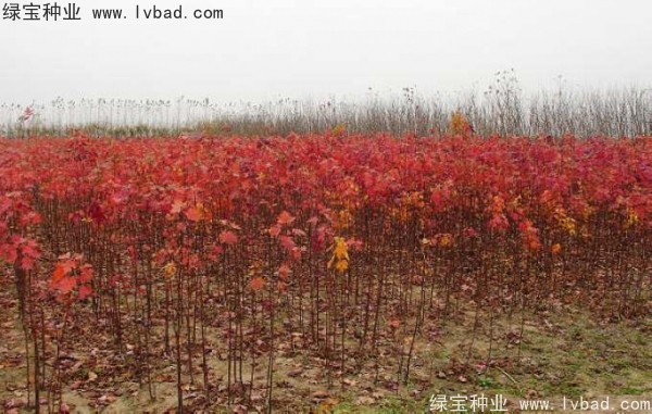 <a href='http://www.njszjj.com/linmuzhongzi/1726.html' target='_blank'>日本紅楓種子</a>