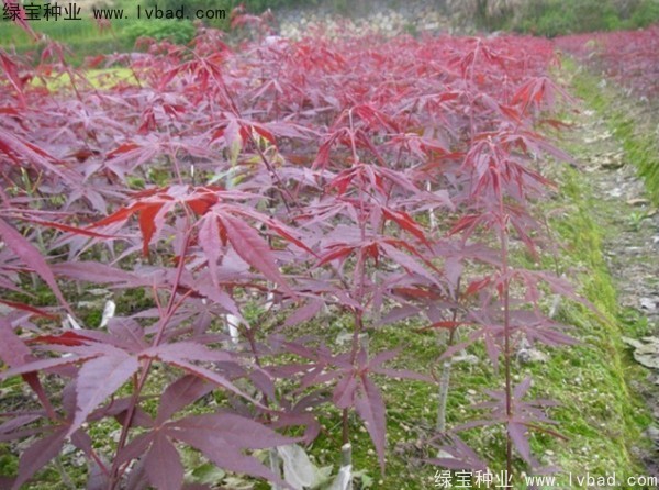 日本<a href='http://www.njszjj.com/linmuzhongzi/1706.html' target='_blank'>紅楓</a><a href='http://www.njszjj.com/' target='_blank'>種子</a>